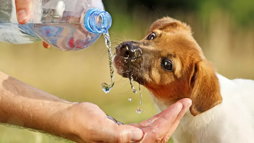 Mantenha o seu pet hidratado e protegido