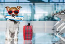 10 dicas para viajar com animais de estimação